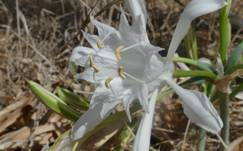 Lis maritime (Pancratium maritimum)