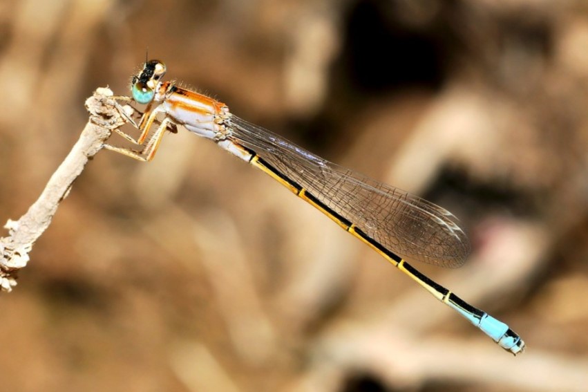Ischnura sahariensis ♀ (A. Miralles)
