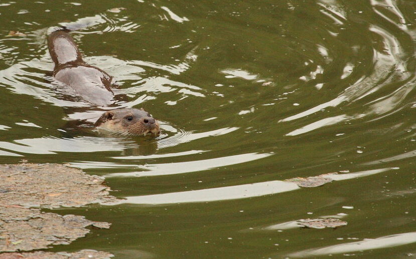 Otter (Lutra lutra), a mammal in Andalusia. Photo: Enrique Calzado Rivillas.