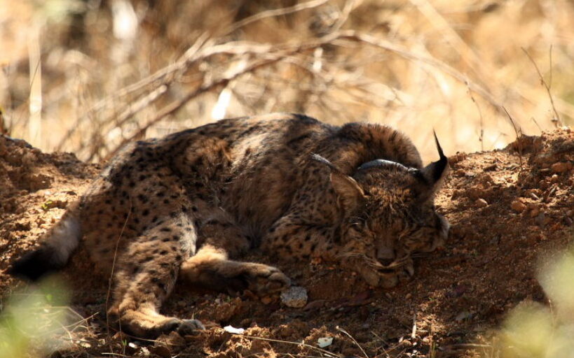 Lynx pardelle (Lynx pardinus), espèce reine et longtemps considéré le félin le plus menacé du monde. Photo: Enrique Calzado Rivillas.