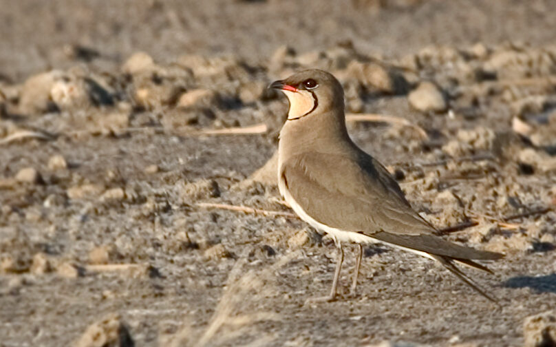 Steppe birds of Andalusia