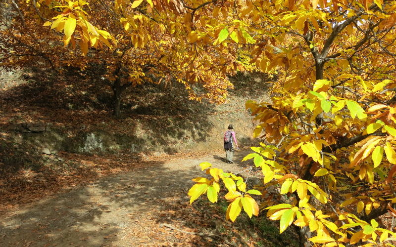 La forêt de cuivre