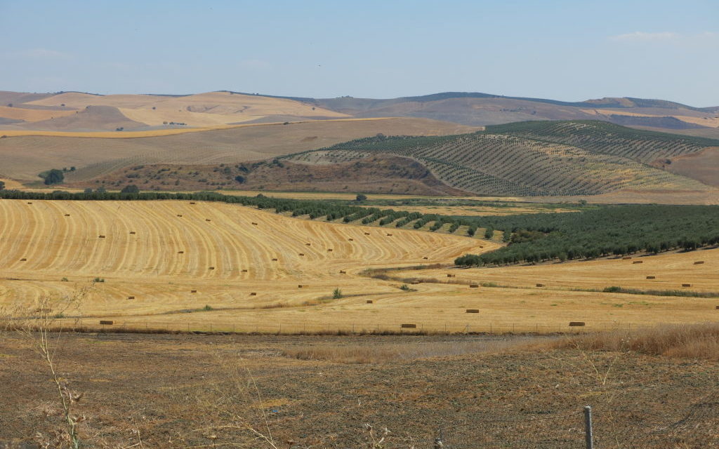 Guadalquivir valley and steppes for birdlife