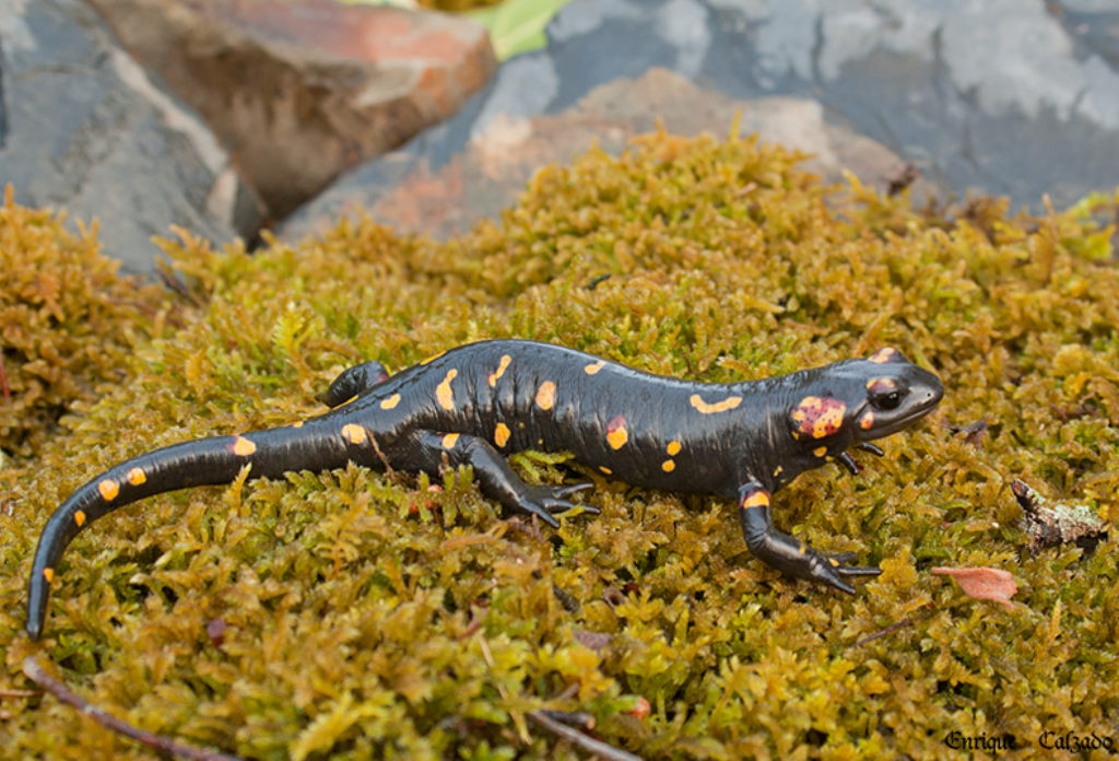Amphibiens en Andalousie: la salamandre tachetée de Sierra Morena (Salamandra salamandra morenica).
