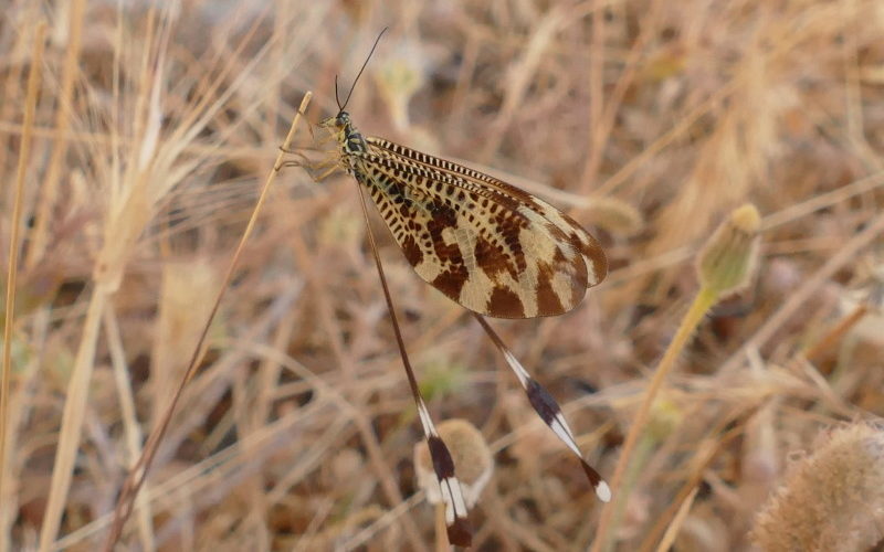 Insects in Andalusia: Nemoptera bipennis