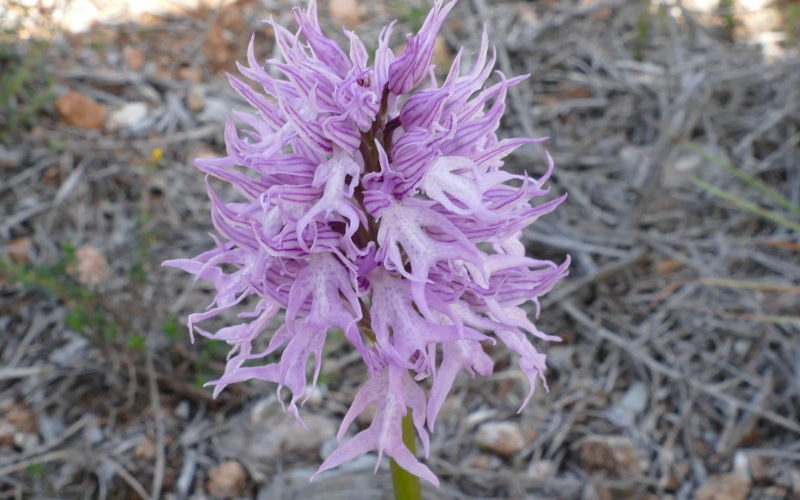 Naked man orchid (Orchis italica)