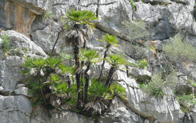 giant dwarf palms (Chamaerops humilis)