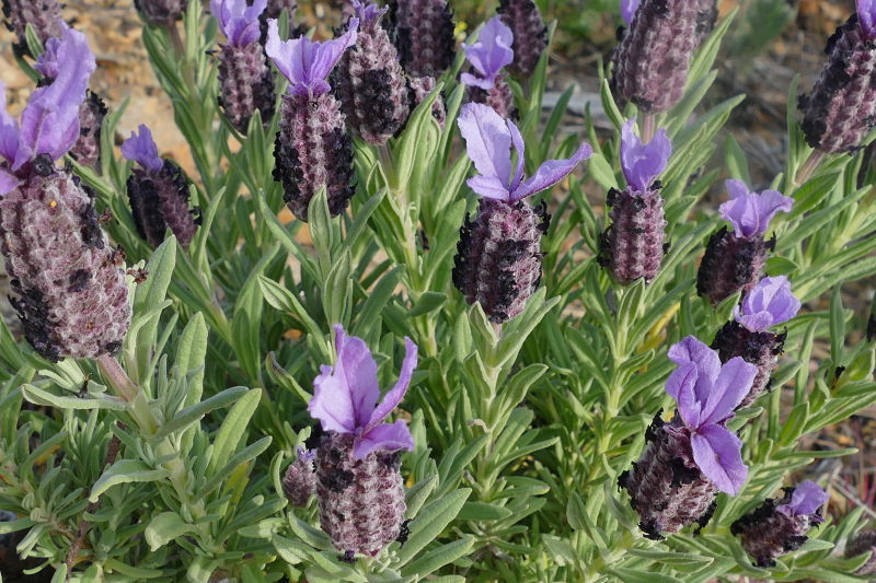 Lavande papillon (Lavandula stoechas)