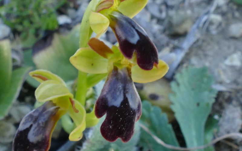 Orcquídeas de Andalucía: abejera sombría (Ophrys fusca)