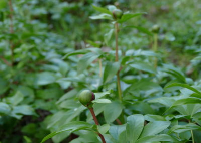 Pivoine de Brotero (Paeonia broteroi)
