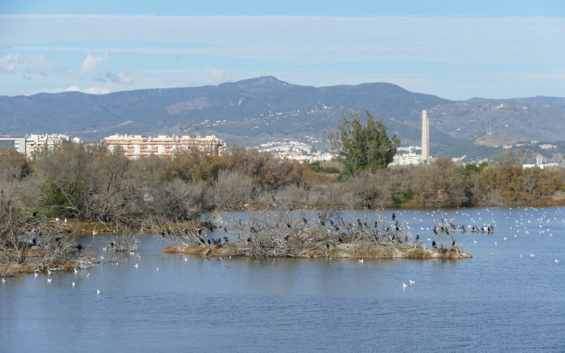 Desembocadura del guadalhorce, Guada, Málaga, cormoranes