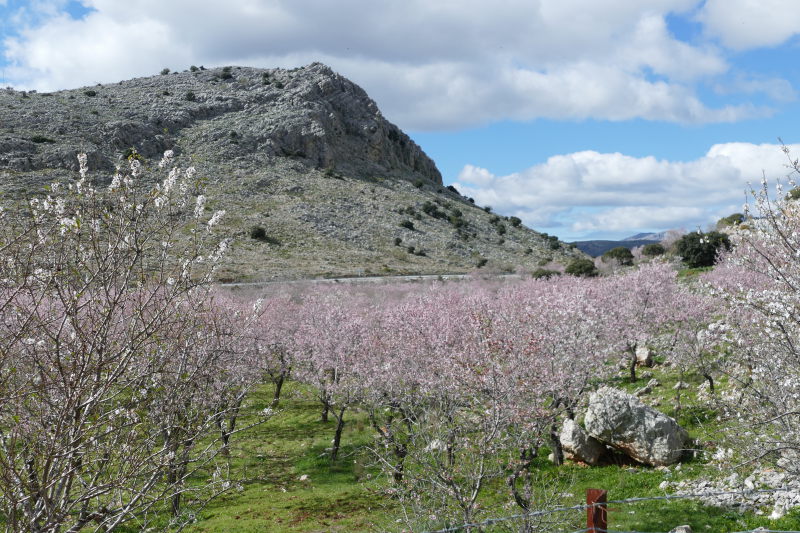 Amandiers (Prunus dulcis)
