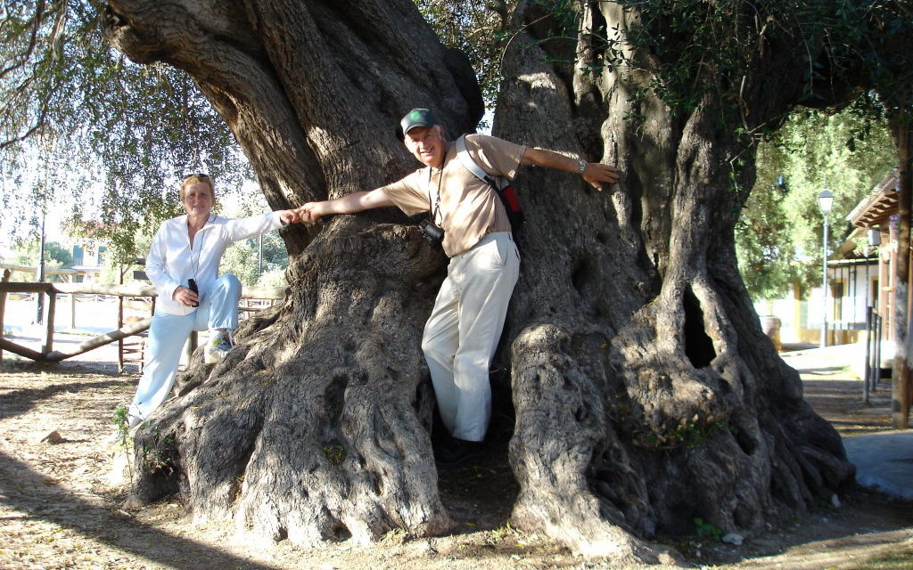 Olivier sauvage (Olea europea sylvestris) monumental à El Rocio