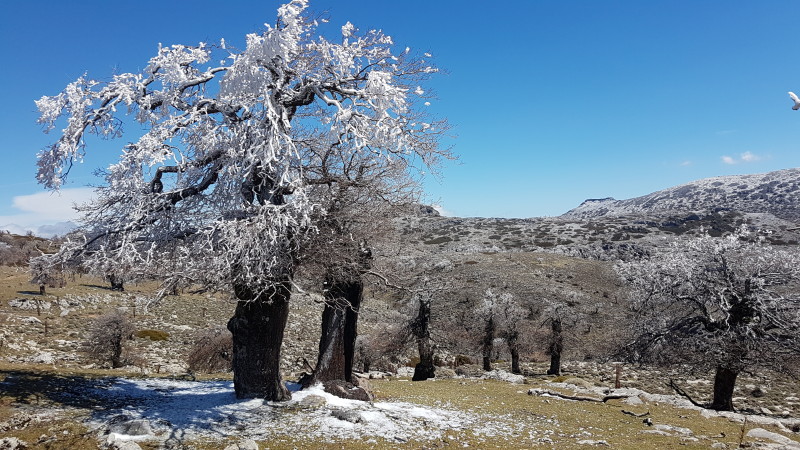  Serranía de Ronda,Boissier oak (Quercus alpestris)