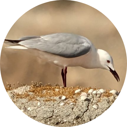 La gaviota picofina, muy rara