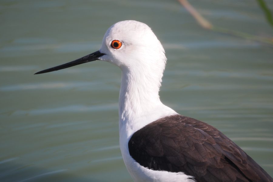 Aves acuáticas y de los humedales en Andalucía