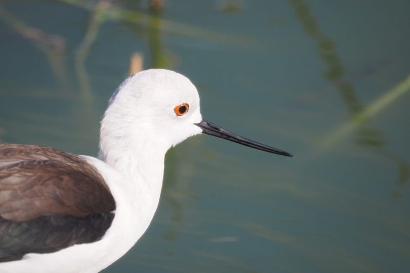 La cigüeñuela común (Himantopus himantopus) es un ave colonial muy activa y sonora: es la encarnación de las aves acuáticas y de los humedales en Andalucía y en el Mediterráneo.