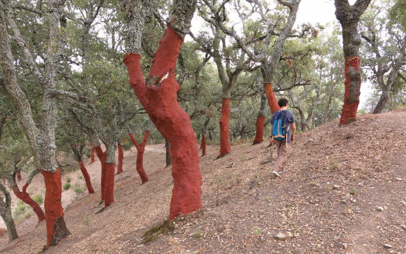 Quercus suber, alcornoque descorchado, rojo
