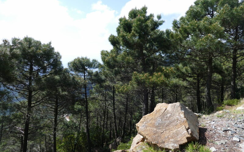 Forêt de pins maritime (Pinus pinaster) et rocher de péridotite