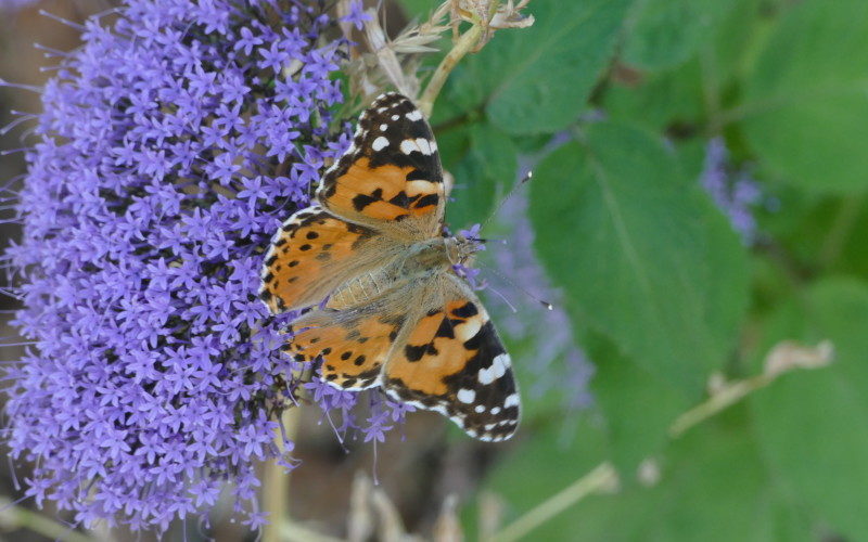Butterflies of Andalusia: panted lady