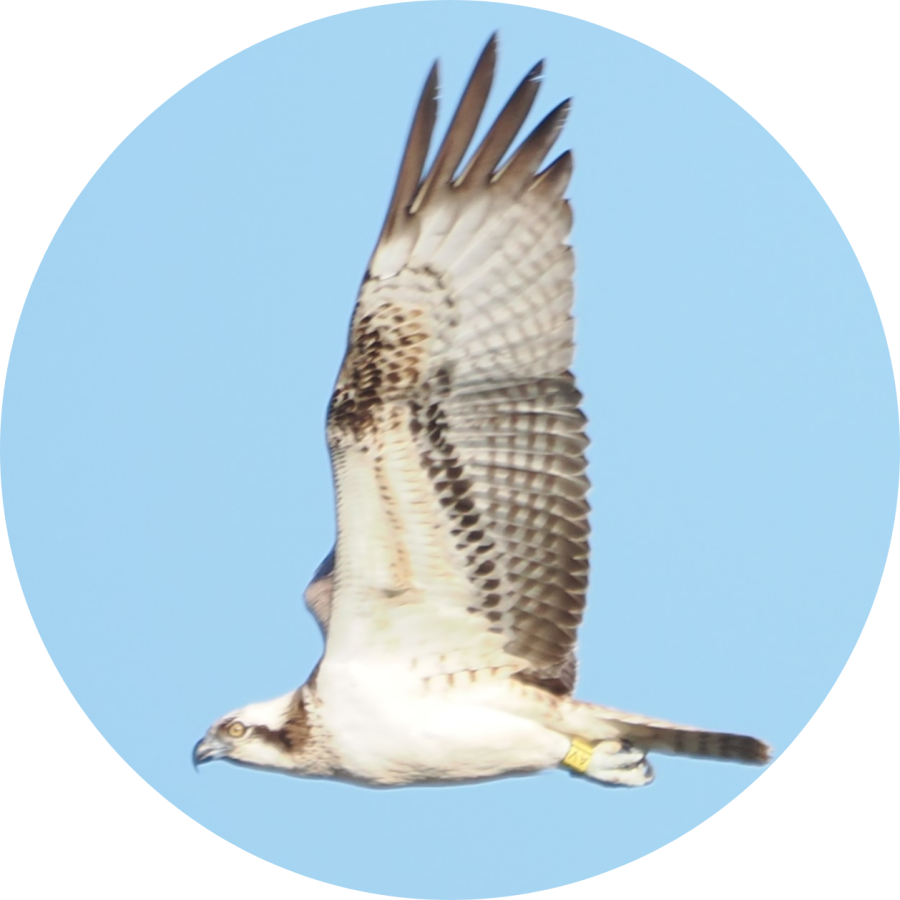 Pandion invierno en Andalucía