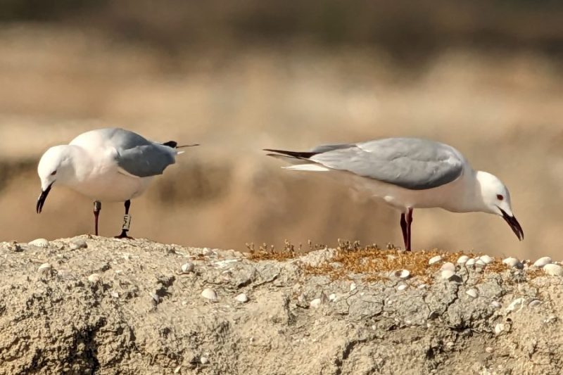 Salinas de Bonanza. Gaviota picofina