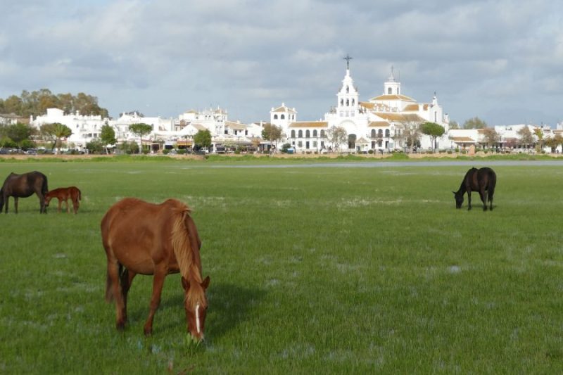 La Ermita de El Rocío a final de la primavera con los caballos marismeños pastando en las Marismas de La Madre.