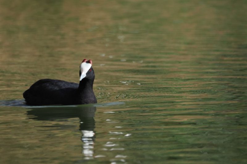 Fulica cristata. Reserva Natural Concertada. La Cañada de los Pájaros