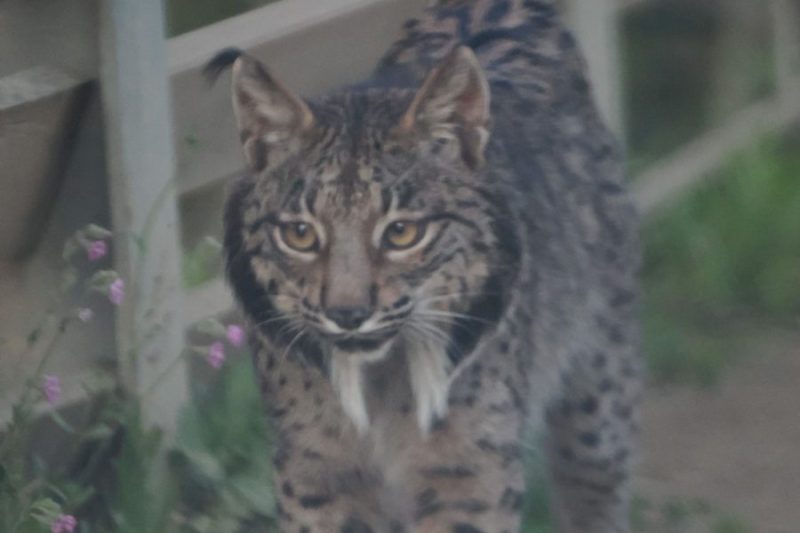 Lince en Pinares de Aznalcázar