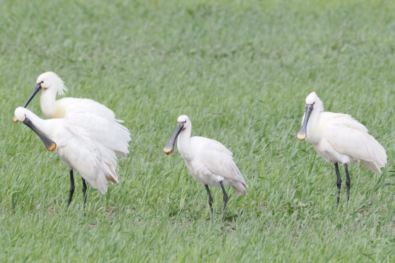 Las espátulas son muy comunes en las marismas de Doñana.