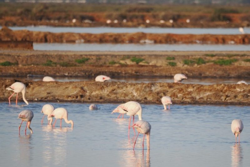 Un grupo de Flamencos rosas (Phoenicpoterus ruber).