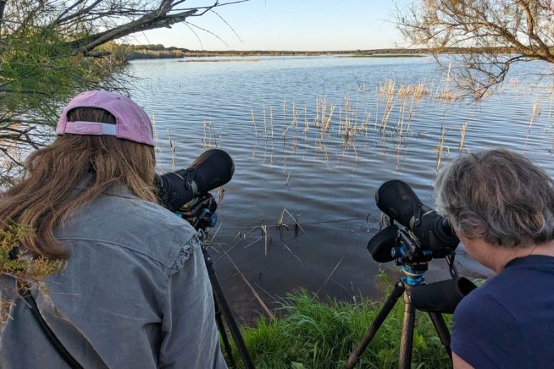 La observación de aves es el mayor atractivo ecológico de Doñana.