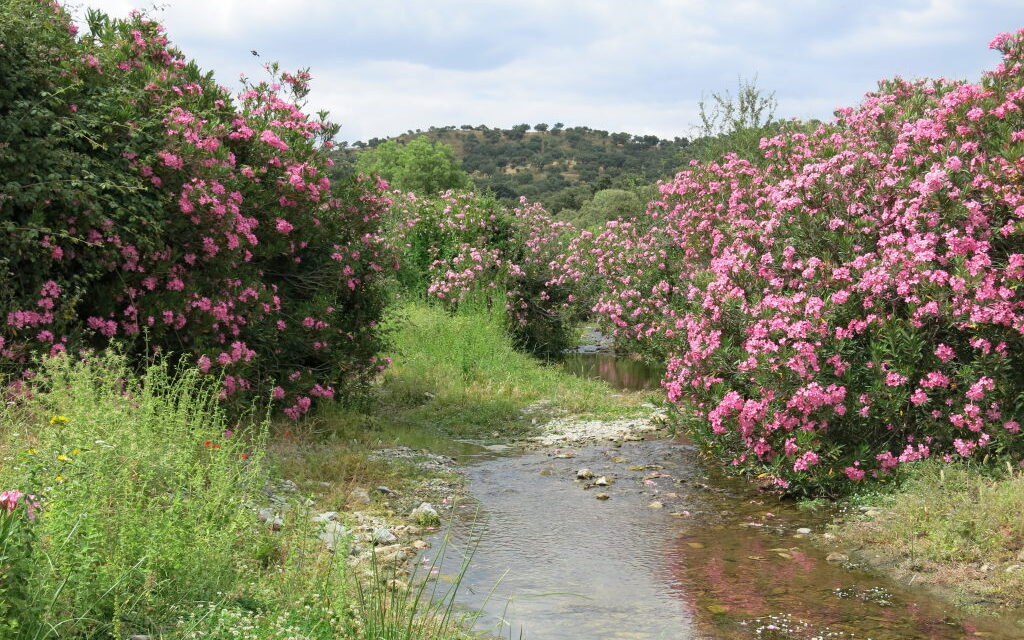 Adelfas, ríos en Andalucía