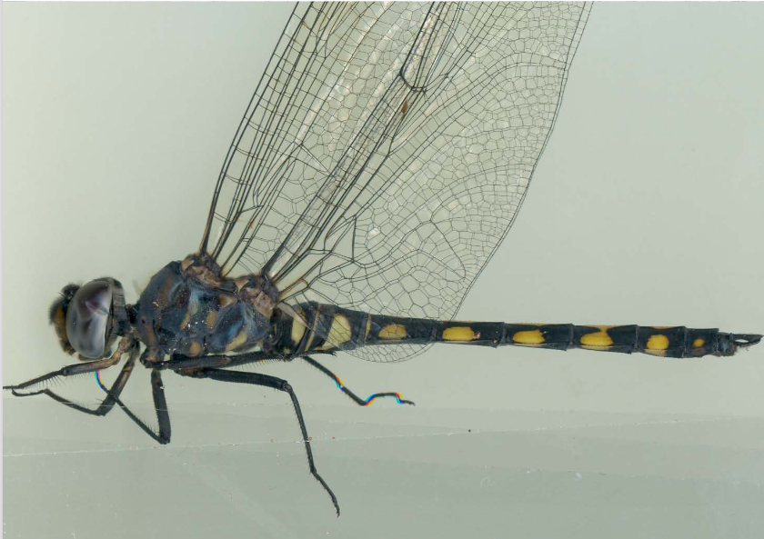 Odonata, Andalusia, dragonfly