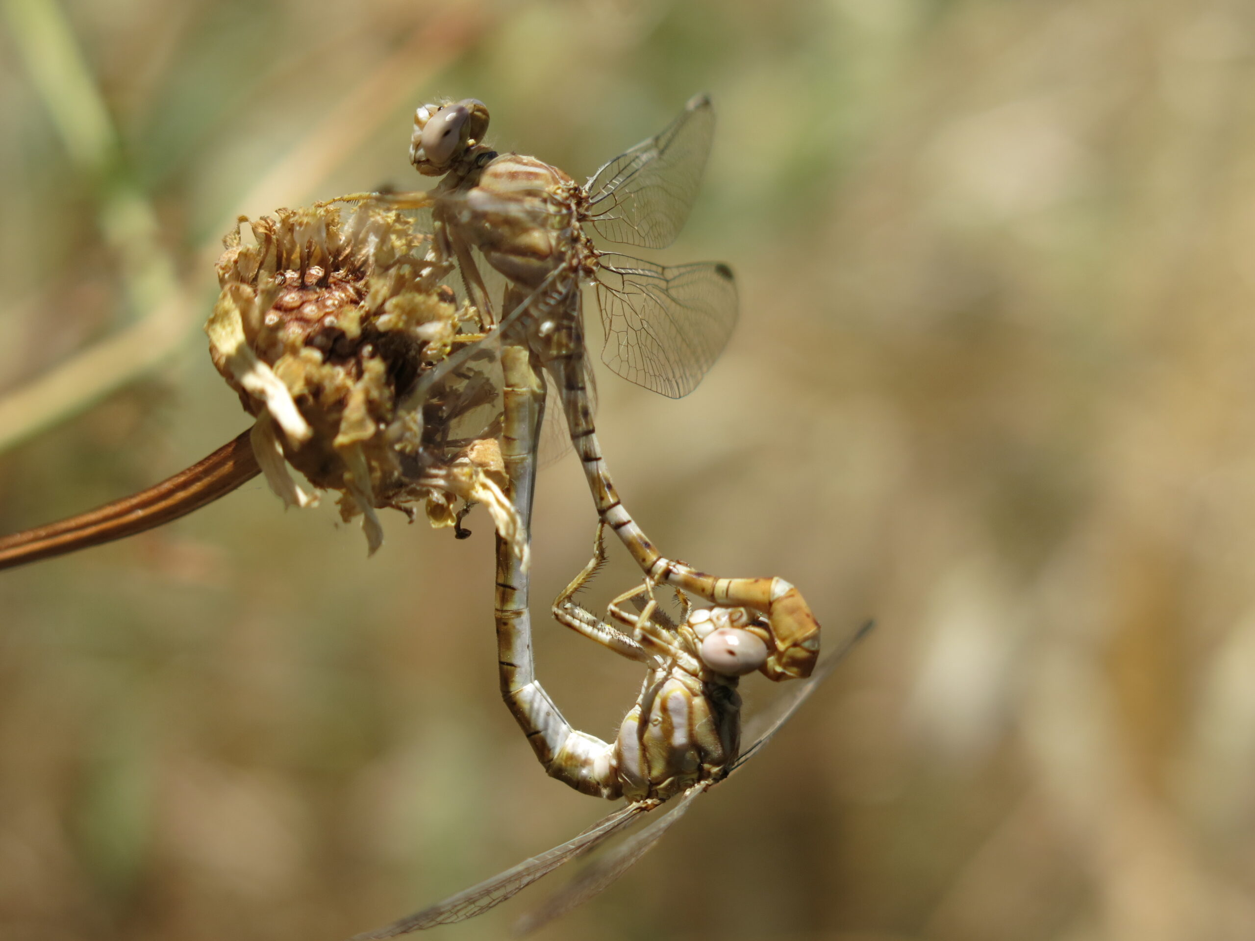 odonata, dragonfly, Spain, Andalusia, male, female, copula, reproduction