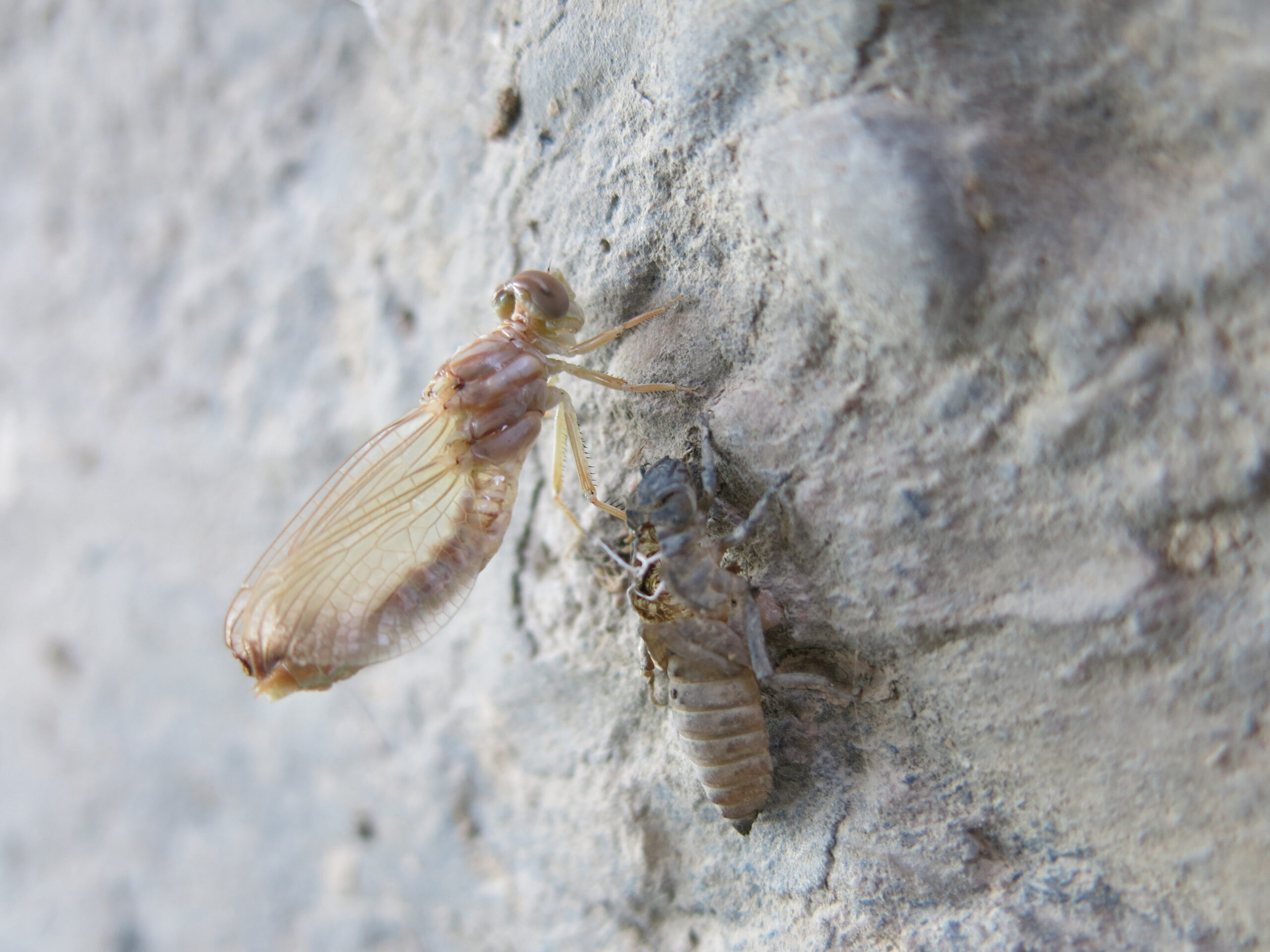Odonata, dragonfly, Andalusia