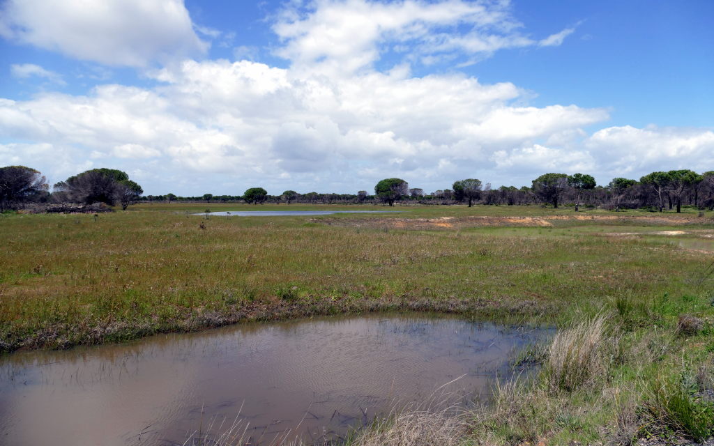 The lagoon of Moguer, a typical Mediterranean pond of Doñana.