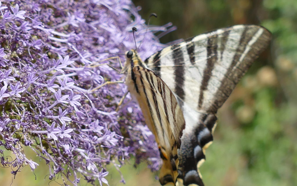 La Flambé (Iphiclides feisthamelii), papillon commun en Espagne