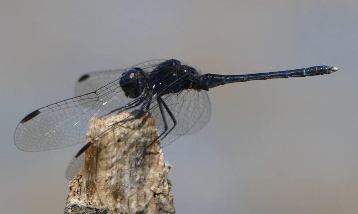 Dragonfly tour in Andalusia: Diplacodes lefebvrei