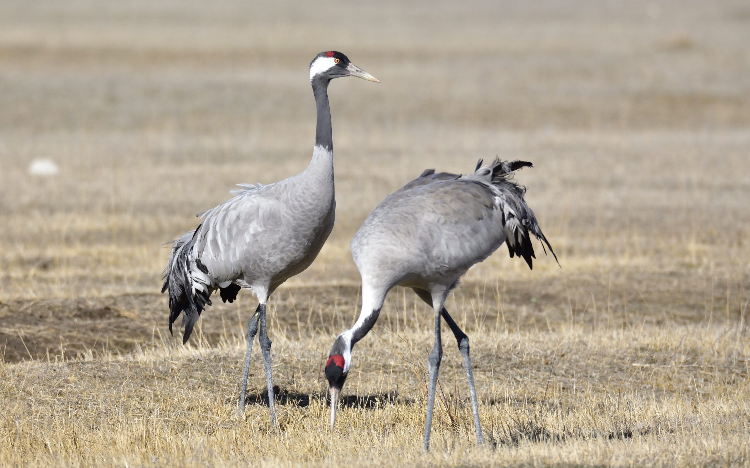 Common cranes in Andalusia