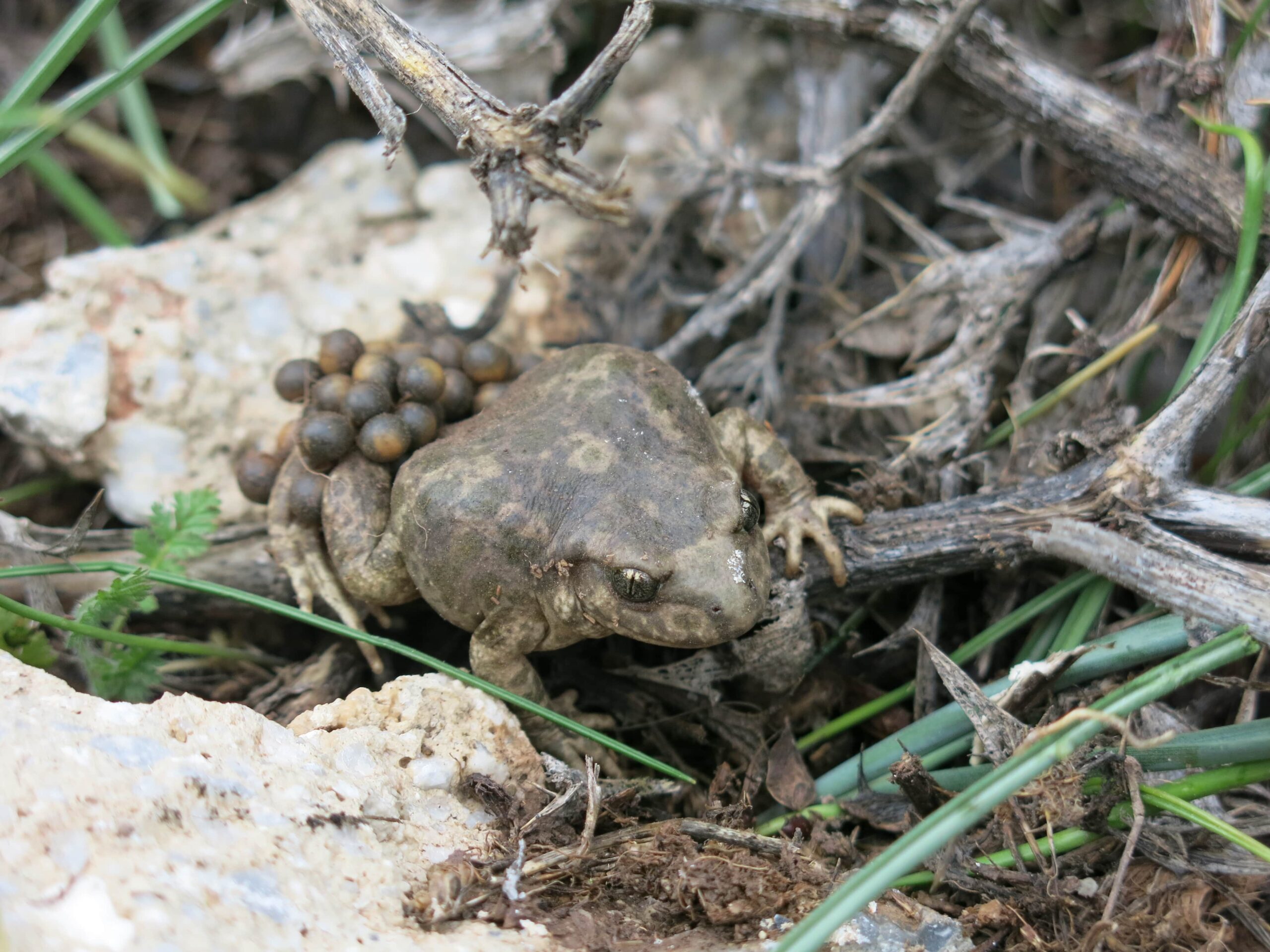 Betic midwife toad (Alytes dickelinii): amphibien menacé endémique d'Andalousie