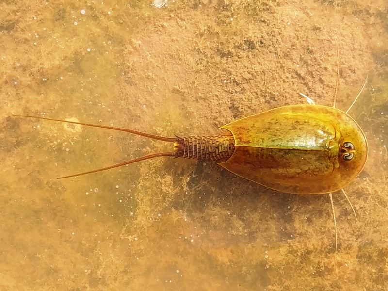 Grands branchiopodes en Andalousie: Triops mauritanicus agg.