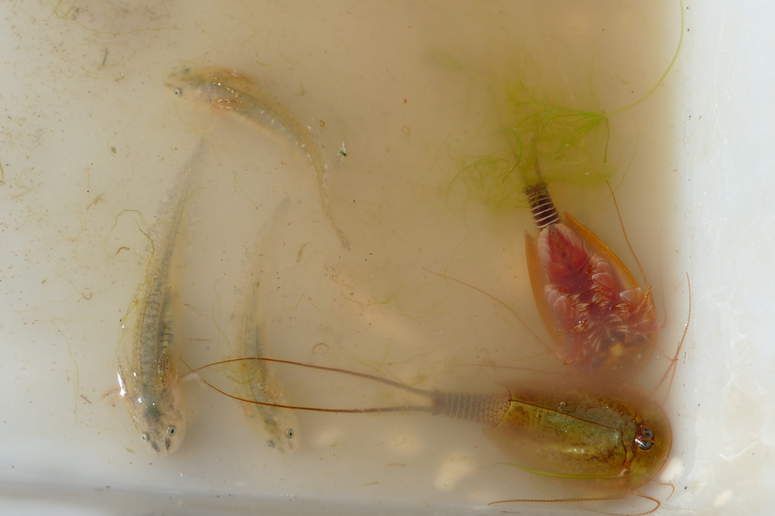 Triops mautitanicus, tadpole schrimp