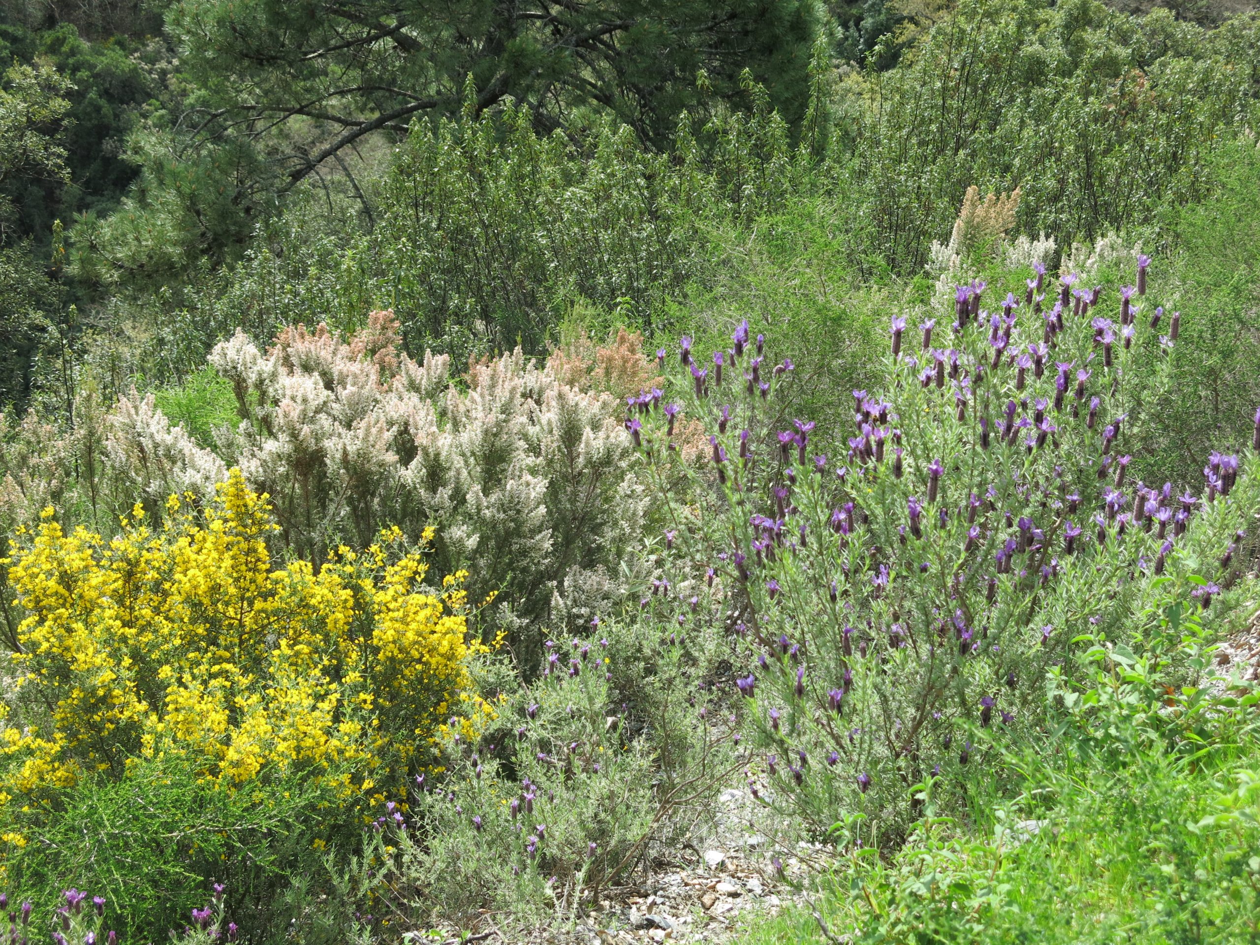 Biodiversity of the mediterranean vegetation