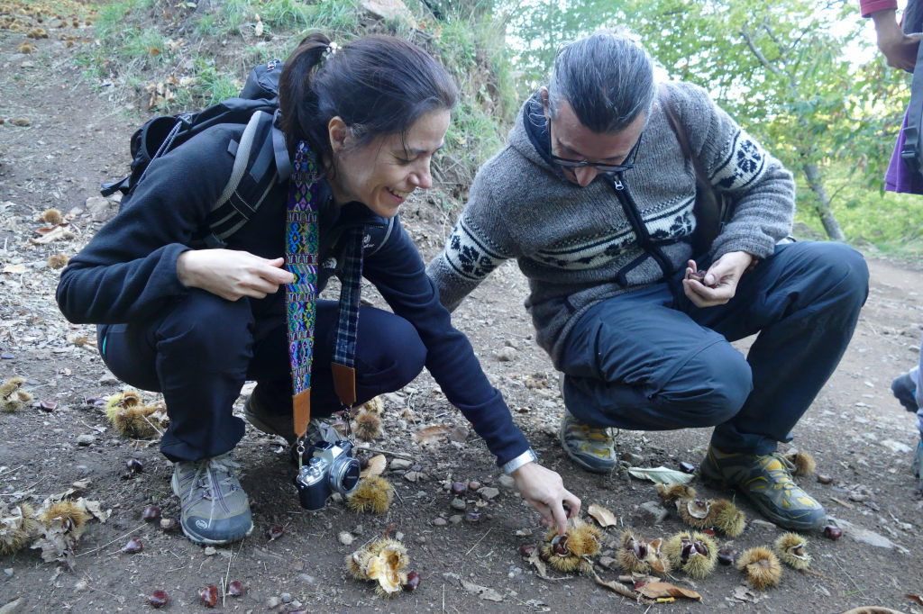 Harvesting chesnuts in small quantities is always a pleasure (Igualeja).