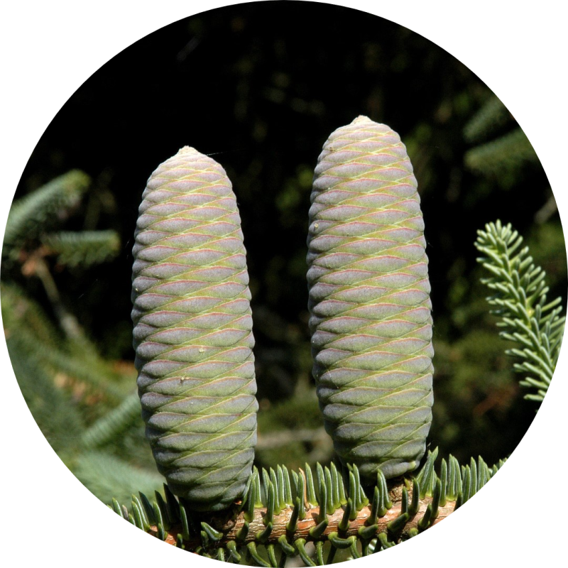 Abies pinsapo Andalousie