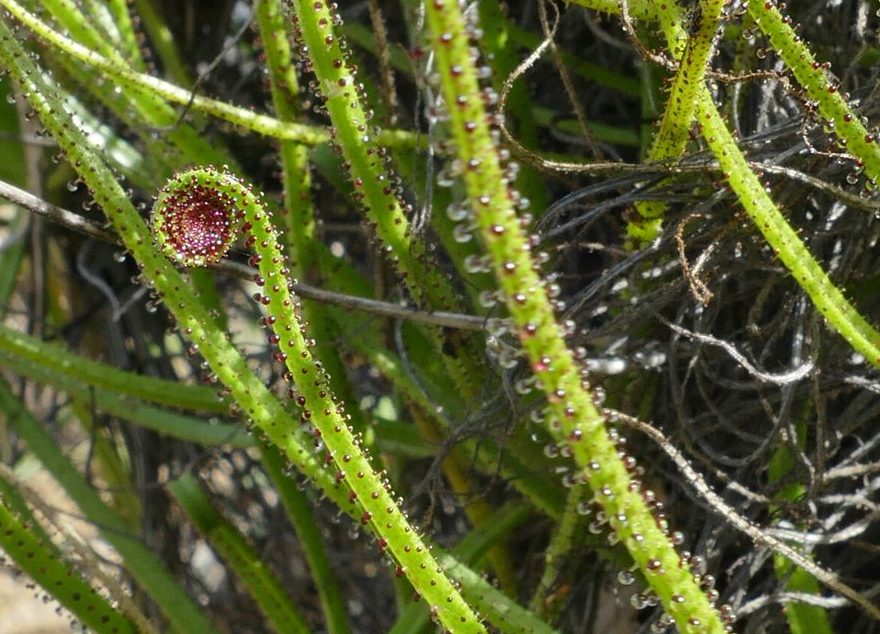 Attrape mouche ou Droséra des Maures Drosophyllum lusitanicum.
