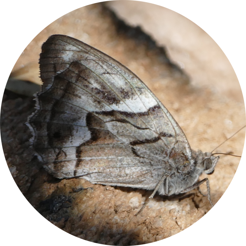 Hipparchia fidia Andalousie