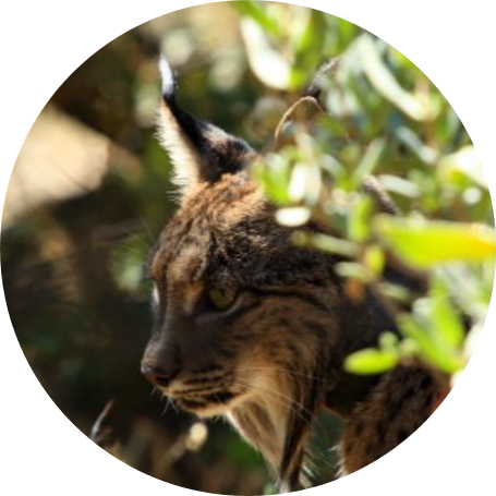 Lynx pardinus Doñana