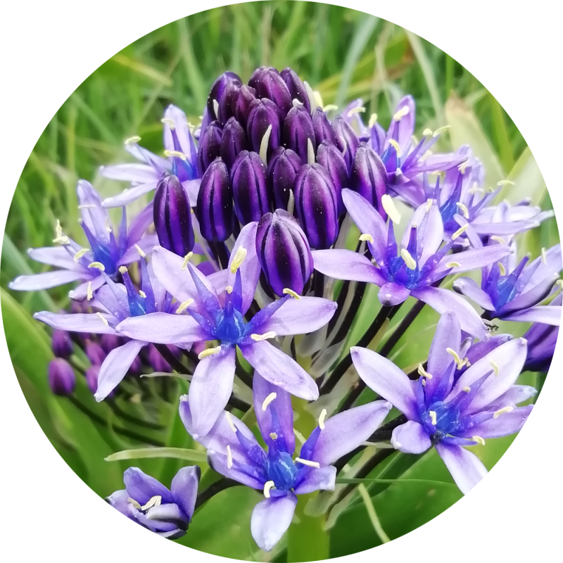 Scilla peruviana Serranía de Ronda